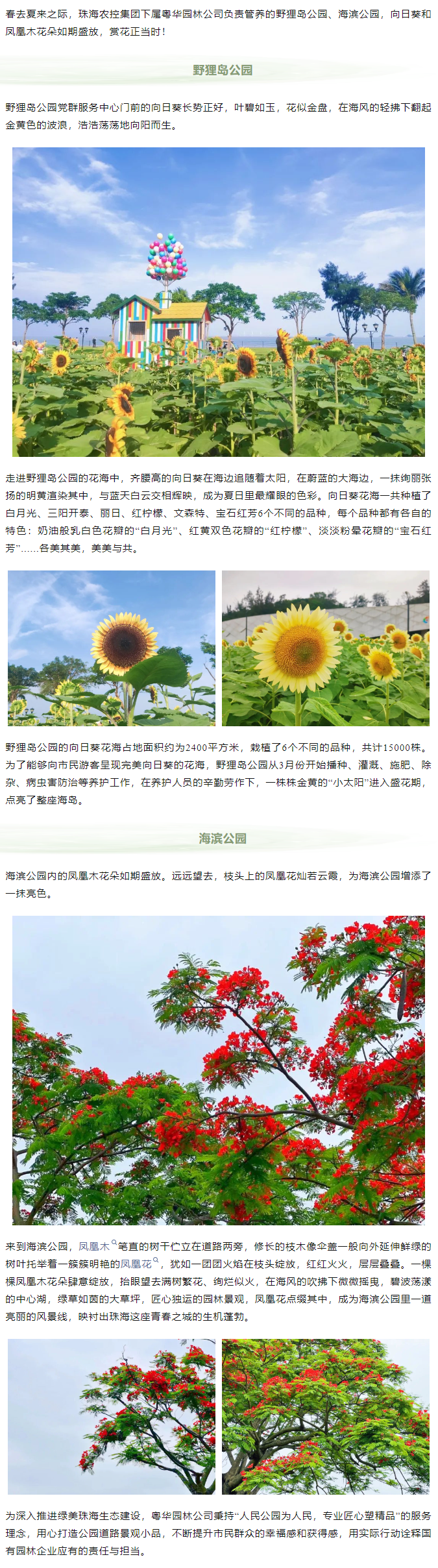 凤凰花开 向阳而生  走！到市属公园赏花去.png